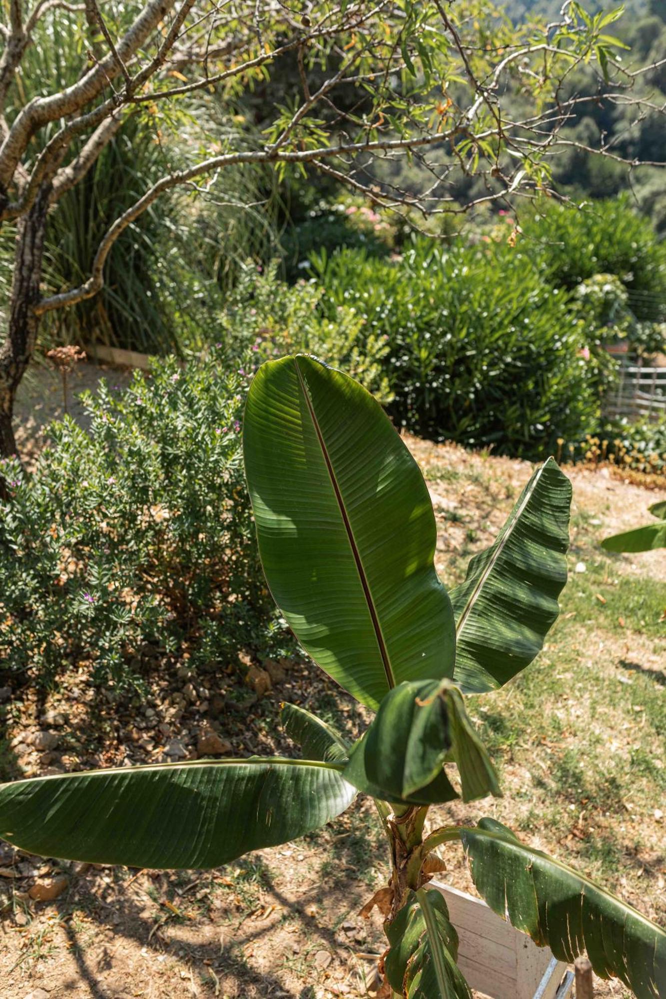 Villa Shanti Yoga & Meditation Marciana  Exterior foto